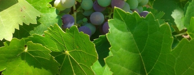  uvas entre folhas verdes 